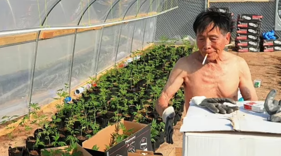 Screenshot 2024-04-19 at 11-15-45 Chinese gangs behind THOUSANDS of illegal weed farms in US.png