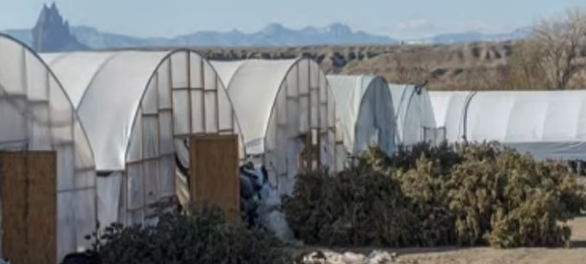 Screenshot 2024-04-19 at 11-16-00 Chinese gangs behind THOUSANDS of illegal weed farms in US.png