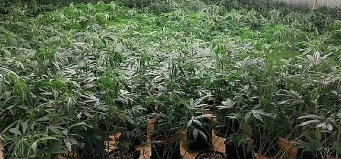 Screenshot 2024-04-19 at 11-16-33 Chinese gangs behind THOUSANDS of illegal weed farms in US.png
