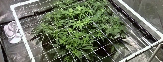 scrog__rMHwJp5NeY4cHwYo.jpg