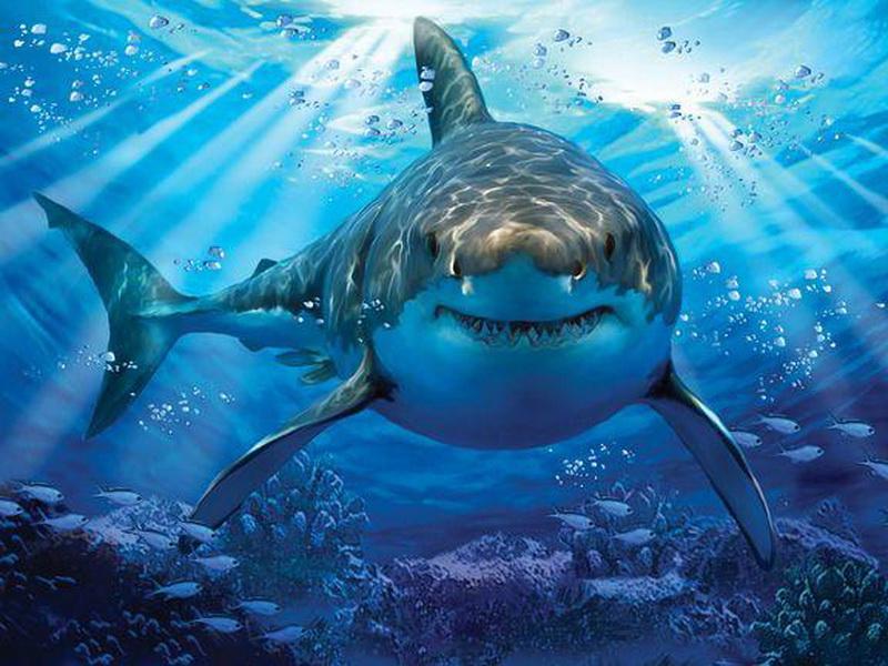 Shark.jpg