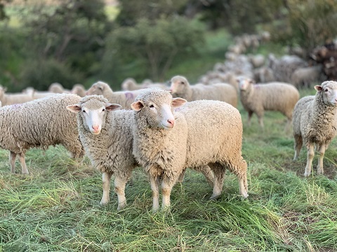 Sheep.jpg