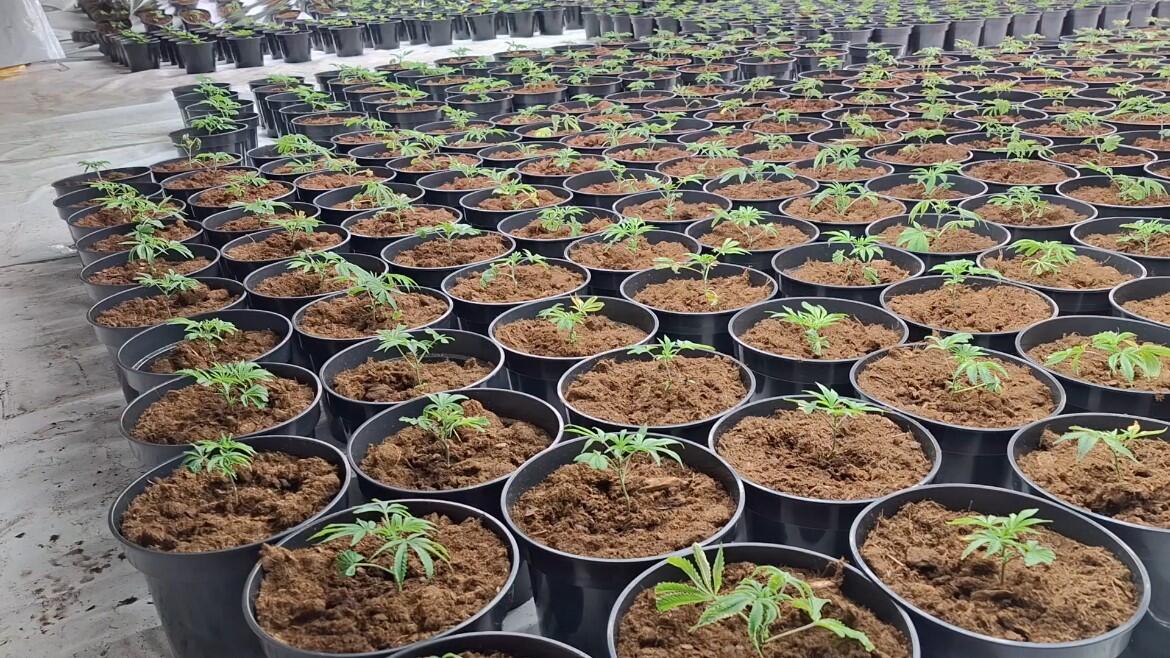 slough-bhs-cannabis-factory-1.jpg