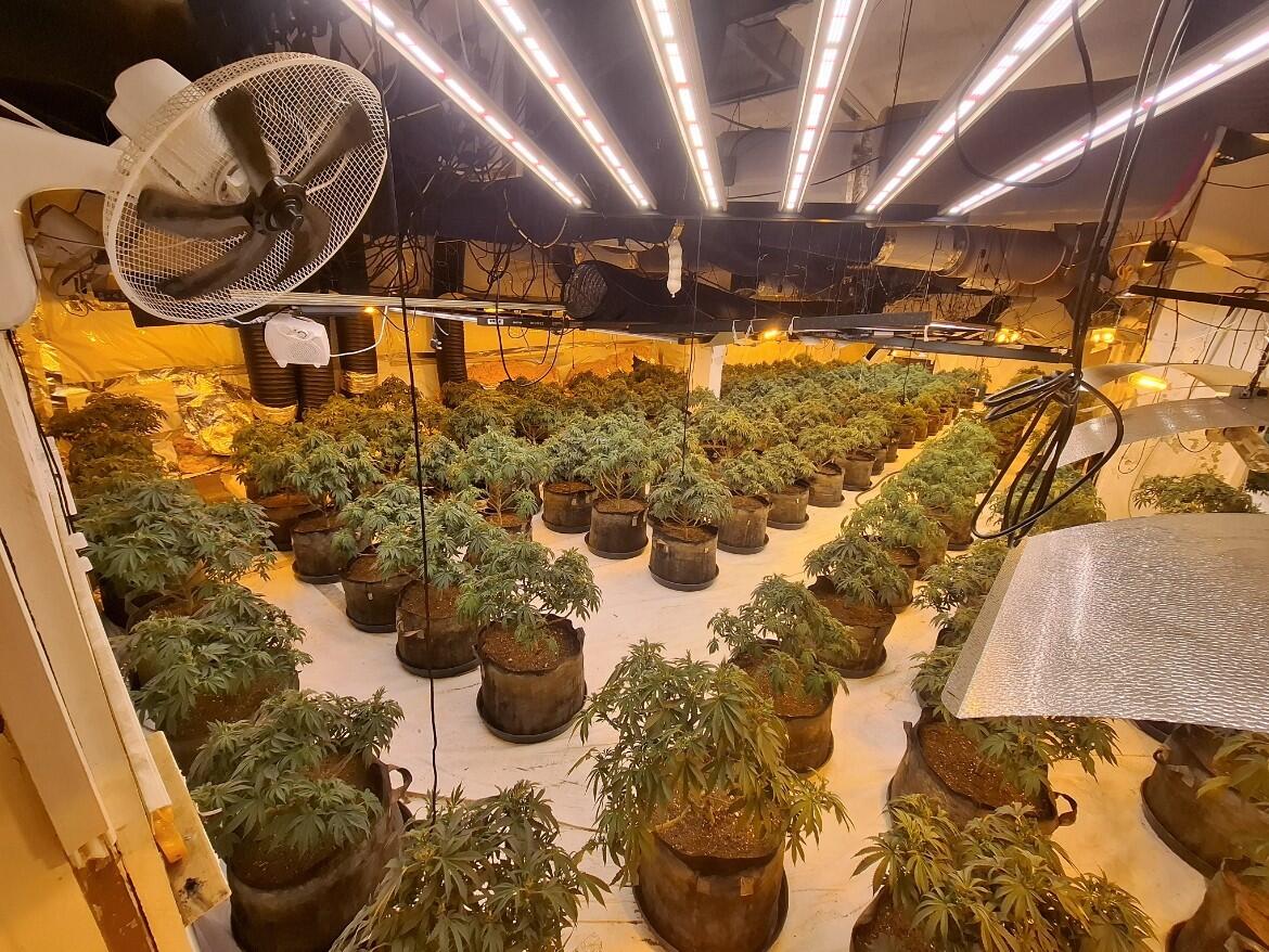 slough-bhs-cannabis-factory-2.jpg