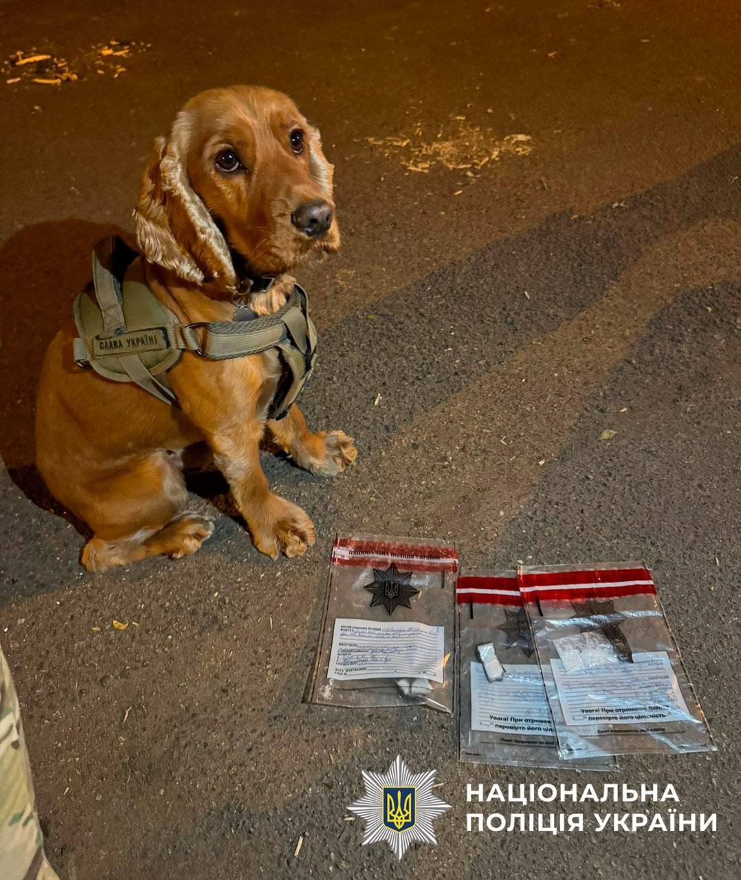 собака наркотики.jpg