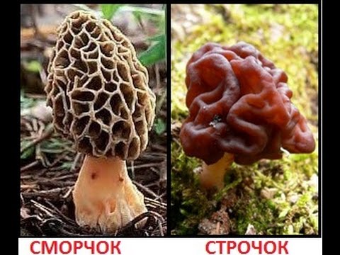 strochki1.jpg
