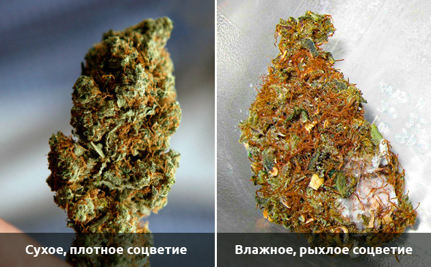 struktura__T0kaKa11D4HTkeXd.jpg