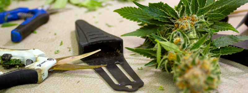sushka marihuana.jpg
