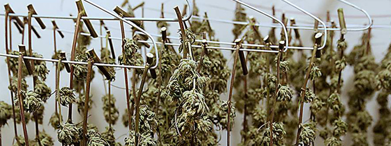 sushka marihuana2.jpg