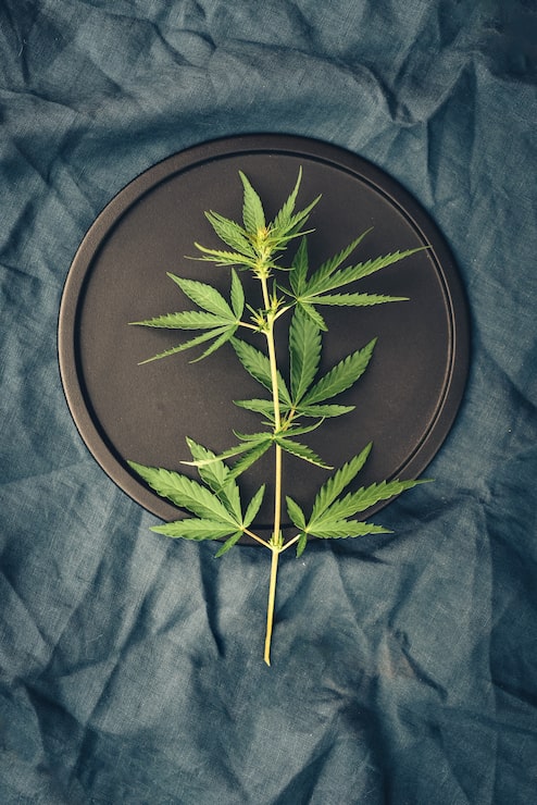 template-with-marijuana-leaves-dark-table-cannabis-products-cbd-oil_296062-172.jpg
