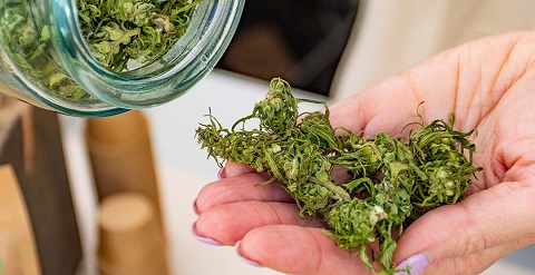 thailand-cannabis.jpg