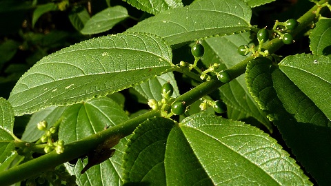 Trema micrantha L.jpg