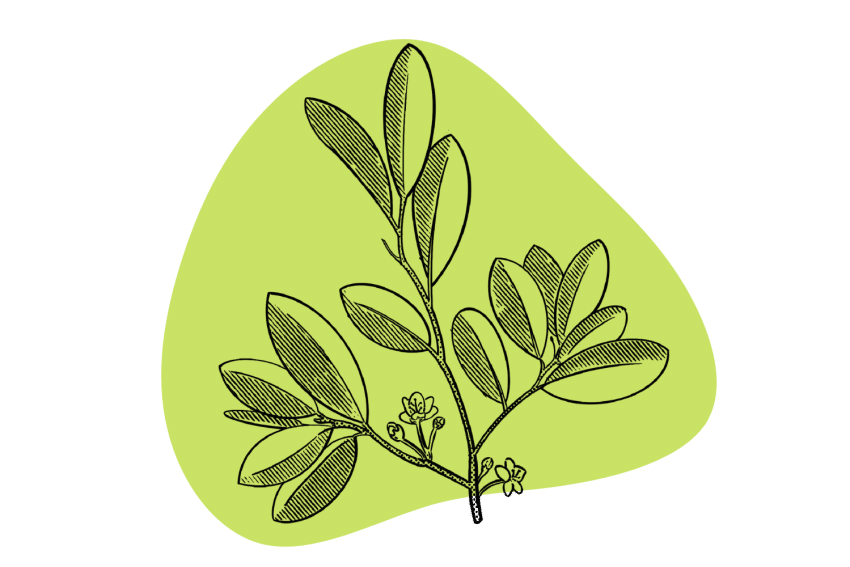 TRP01577-coca-leaf-cover-850x567.png