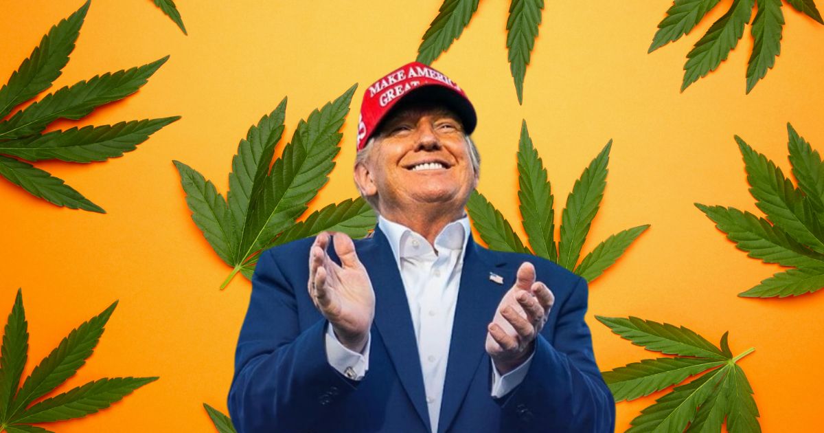 Trump-i-legalizacja-marihuany.jpg