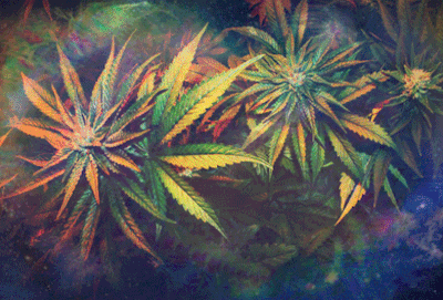 tumblr_mqdzeskrpI1s8c46do1_400.gif
