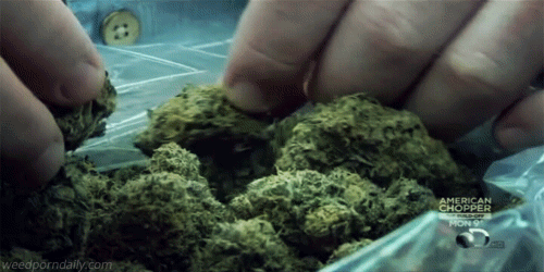 tumblr_myup3hkqU81rznvc3o1_500.gif