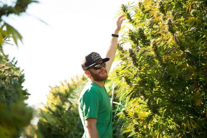 ukraine marihuana.jpg