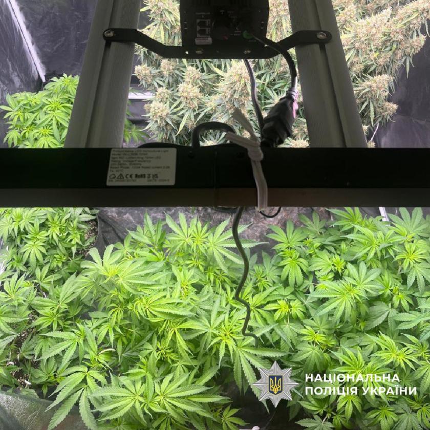 выращивание марихуаны.jpg