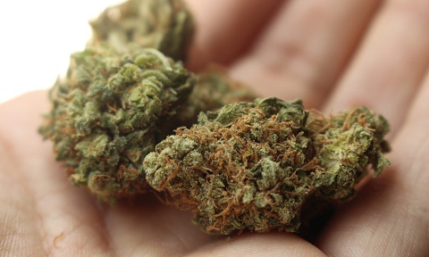 weed-2517251 1920-e1543923890731.jpg