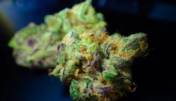 weed-conserve-350x200.jpg
