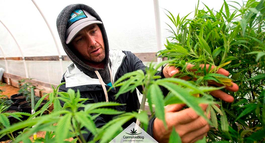 weed-grower-1170x630-1.jpg