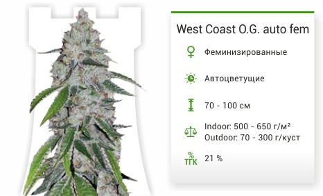West-Coast-O.G.-auto-fem-FastBuds-mini__9H2dJtFFOWOWJsVg.jpg