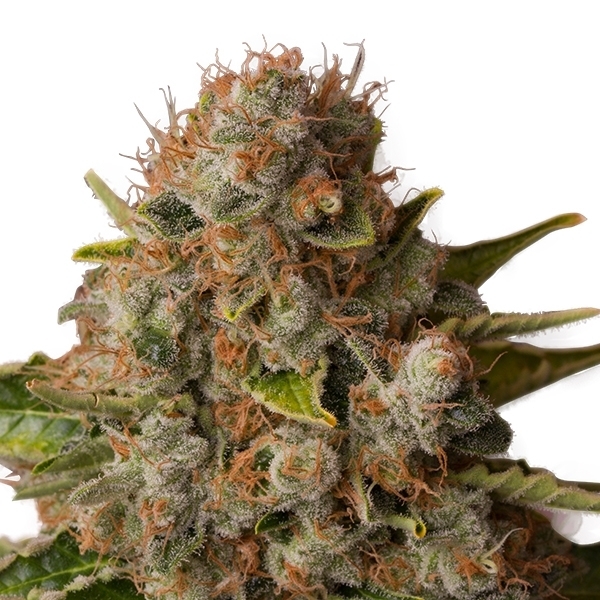 white widow.jpg