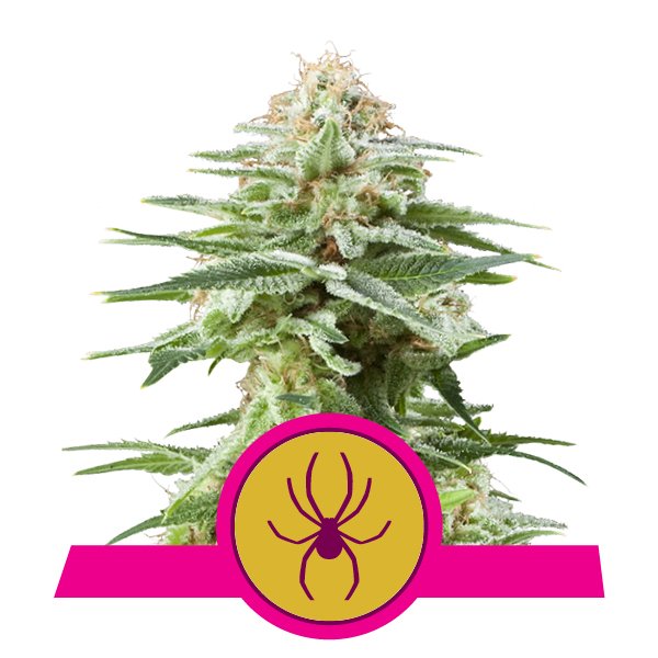 white-widow.jpg
