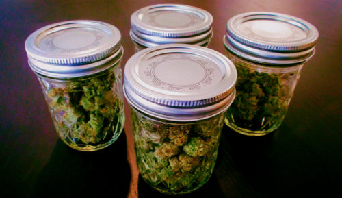 zachem-hranit-kannabis-v-holodilnike-500x289.jpg