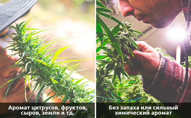 zapah__XKd2IIu97ndcJWP0.jpg