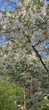 IMG_20250418_174550.jpg
