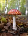 fly-agaric-228355_1280.jpg