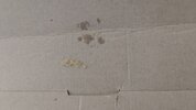 IMG_20250528_123244_121.jpg
