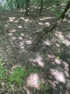 IMG_1316.jpeg