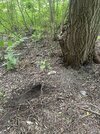 IMG_1338.jpeg