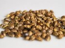 hemp-cannabis-seeds.jpg