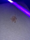 IMG_0707.jpeg