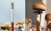 psilocybin.jpg