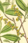 Erythroxylum_01.jpg