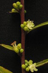Erythroxylum_02.jpg