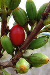 Erythroxylum_03.jpg