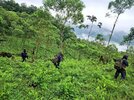 guatemalan-army-eradicating-coca-bushes.jpg