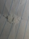 IMG_20260516_200608_467.jpg