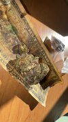 IMG_7108.jpeg