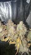IMG_7249.jpeg