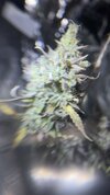 IMG_7243.jpeg