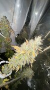 IMG_7251.jpeg
