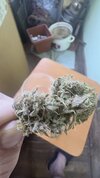 IMG_7317.jpeg
