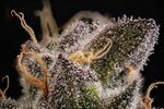 craig-hartsough-terpenes-part-i-top-story-image-adobestock-526930019-by-ginja.H3dRjznB0x.jpg