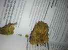 IMG_20260807_161819_030.jpg